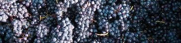 raisins bleus - pinot noir - 2007 champagne harvest - the last grapes